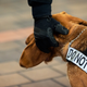 Transportation Security Administration K9 handler Steve Sanzillo pets his explosive detection dog Teddy during a demonstration at LaGuardia Airport on January 20, 2016 in the Queens Borough of New York City.